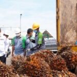 Petani Sawit Keluhkan Harga Standar Atau Tidak Sesuai Dengan Harga Yang  Ditetapkan Oleh Pemerintah