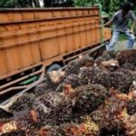 Larangan Ekspor Minyak Goreng dan Crude Palm Oil CPO Aksi Keprihatinan dari Petani Kelapa Sawit Akhirnya Didengar Oleh Presiden